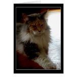 Cat in sunny window photo greeting card
