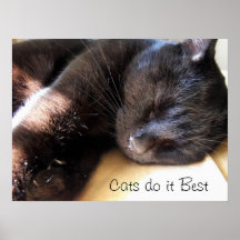 Cat Nap Pet Photography Poster