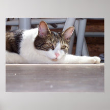 Cat Nap Posters
