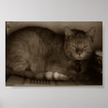 Cat Nap Posters