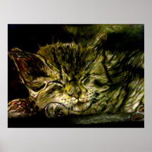 Cat Nap Print