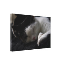 Cat Nap Wrapped Canvas Canvas Print