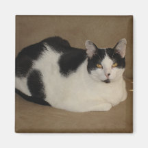 Cat On A Couch Magnet
