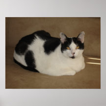 Cat On A Couch Posters