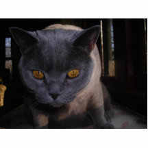 cat photo sculpture