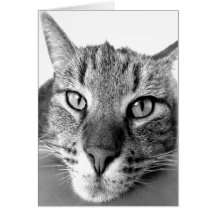 Cat relaxing greeting cards