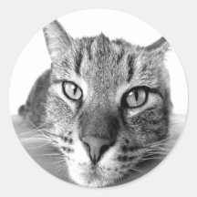 Cat relaxing round stickers