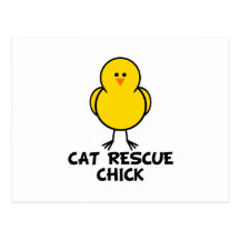 Cat Rescue Chick Postcard