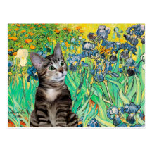 Cat (Tabby 2) - Irises Post Cards