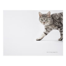 Cat walking post cards