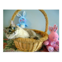 cat with bunnies postcard