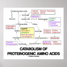 Catabolism Of Proteinogenic Amino Acids Print