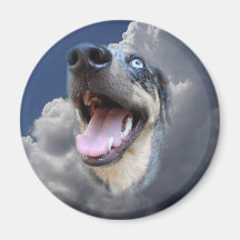 Catahoula Leopard Dog Fluffy Clouds Closeup Fridge Magnet