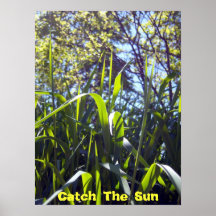 Catch The Sun Poster