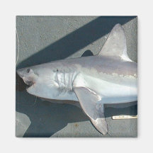 Catching Sharks Refrigerator Magnet