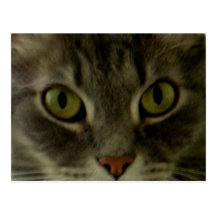 Cat's Eyes Postcard