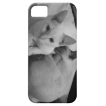 Cats iPhone 5 Case