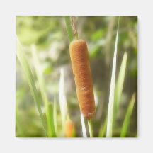 Cattails In The Summer Marsh Refrigerator Magnet