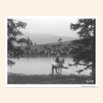 Cattle by a pond with two cowboys. posters