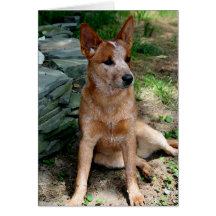 Cattle Dog Card