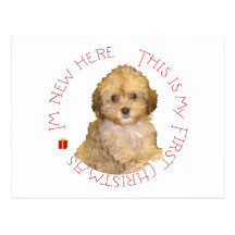 Cavachon Puppy First Christmas Post Cards