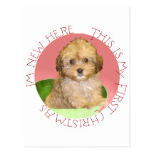 Cavachon Puppy First Christmas Postcards