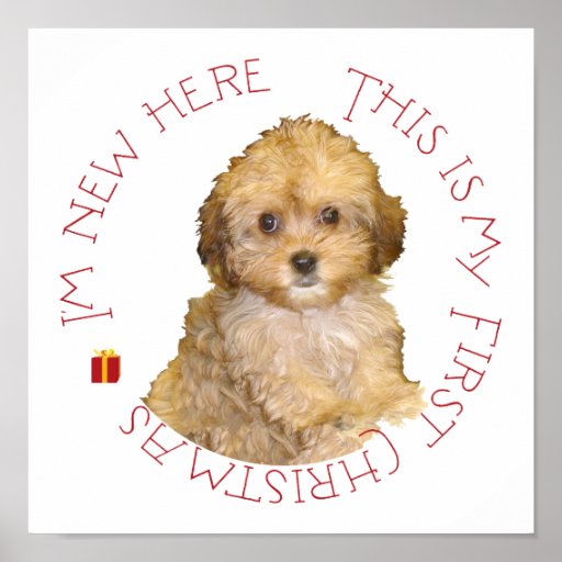 Cavachon Puppy First Christmas Poster