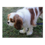 Cavalier King Charles cute puppy dog postcard