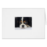 Cavalier King Charles Spaniel Greeting Card