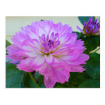 CD- Lavender Dahlia Floral Art Postcard