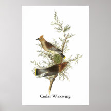 Cedar Waxwing, John Audubon Print