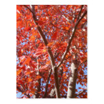Celebrate Autumn Postcard