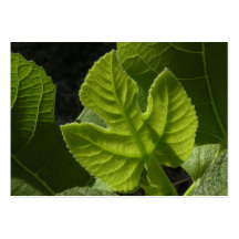 Celeste Baby Fig Leaf ATC Photo Card Business Card Template