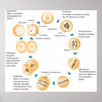 Cellular Mitosis Schematic Diagram Posters
