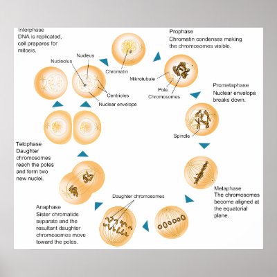 Mitosis Phases Diagrams