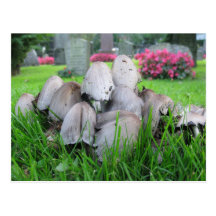 Cemetery mushrooms postcard