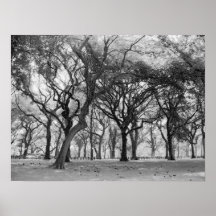 Central Park Charcoal Posters