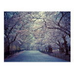 Central Park Cherry Blossom Path Post Cards