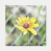 Chain Link Fence and Black Eyed Susan Refrigerator Magnets