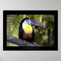 Channel-billed Toucan Print