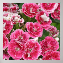Cheddar Pinks Poster