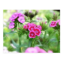 Cheerful Sweet William Flowers Post Card