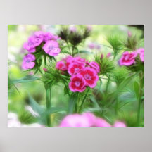 Cheerful Sweet William Flowers Poster