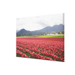 Cheerful tulip fields carpet Skagit Valley in Canvas Prints