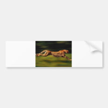 Cheetah Hunting His Prey Bumper Sticker