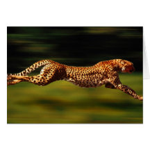 Cheetah Hunting His Prey Greeting Card