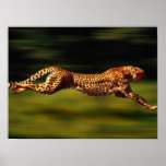 Cheetah Hunting His Prey Print