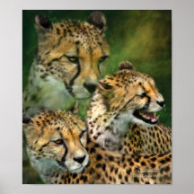 Cheetah Moods Art Poster/Print