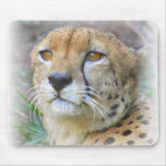 cheetah mousemats