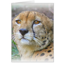 Cheetah portrait cards